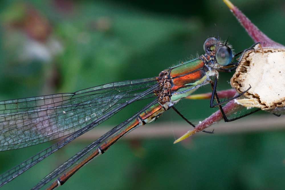 Chalcolestes_viridis